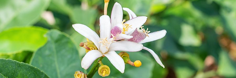 Citronnier Fleur Blanche Feuillage vert Floraison Printemps Citrus Rutacées