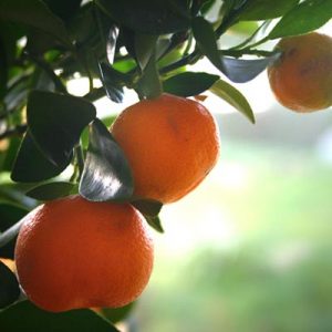 Mandarinier Mandarines Feuillage persistant Fruits Citrus