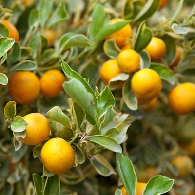 Mandarinier Fruitier Mandarine Feuillage vert persistant