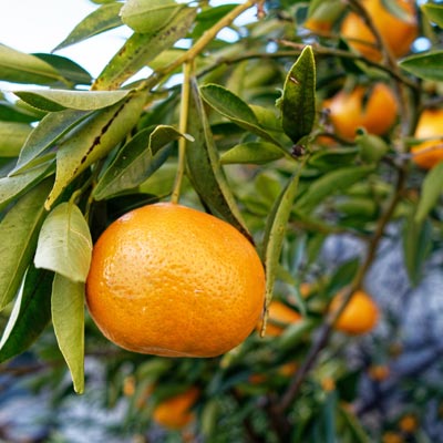 Mandarinier Feuillage persistant vert foncé mandarines banches
