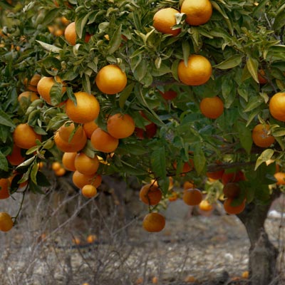 Mandarinier Mandrines Arbustes fruitier