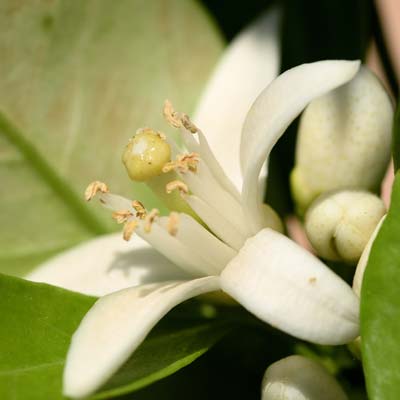 Fleurs blanches Mandarinier Citrus reticulata