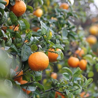 Mandarinier Fruitier Agrume Citrus Mandarines Feuillages vert foncé persistant