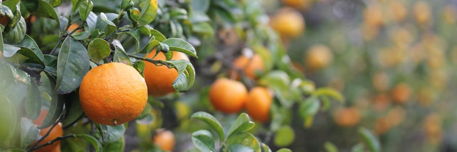 Fruitier Mandarinier arbuste Mandarines Citrus Agrumes Feuillage vert foncé persistant
