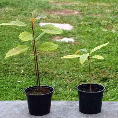 avocatier plants Persea americana