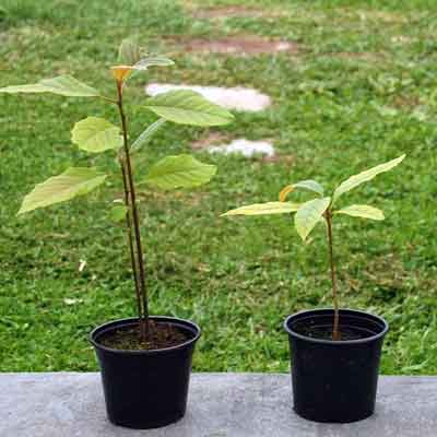 Avocatier Greffé - Environ 120-140 Cm - Plante D'intérieur Ou Extérieur - Prêt à Planter