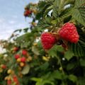 Framboisier remontant : comment & où planter les variétés bifères