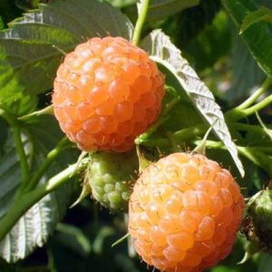 Les 8 Meilleures Vari t s De Framboisiers Rubus Idaeus les-8-meilleures-vari-t-s-de-framboisiers-rubus-idaeus