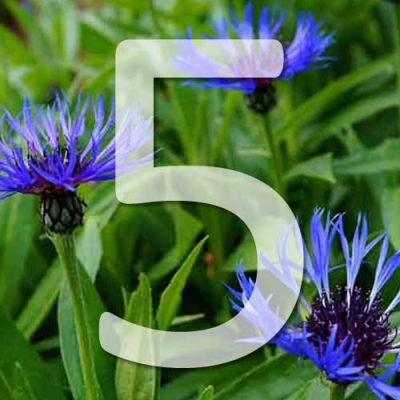 5 plantes bleues pour le jardin