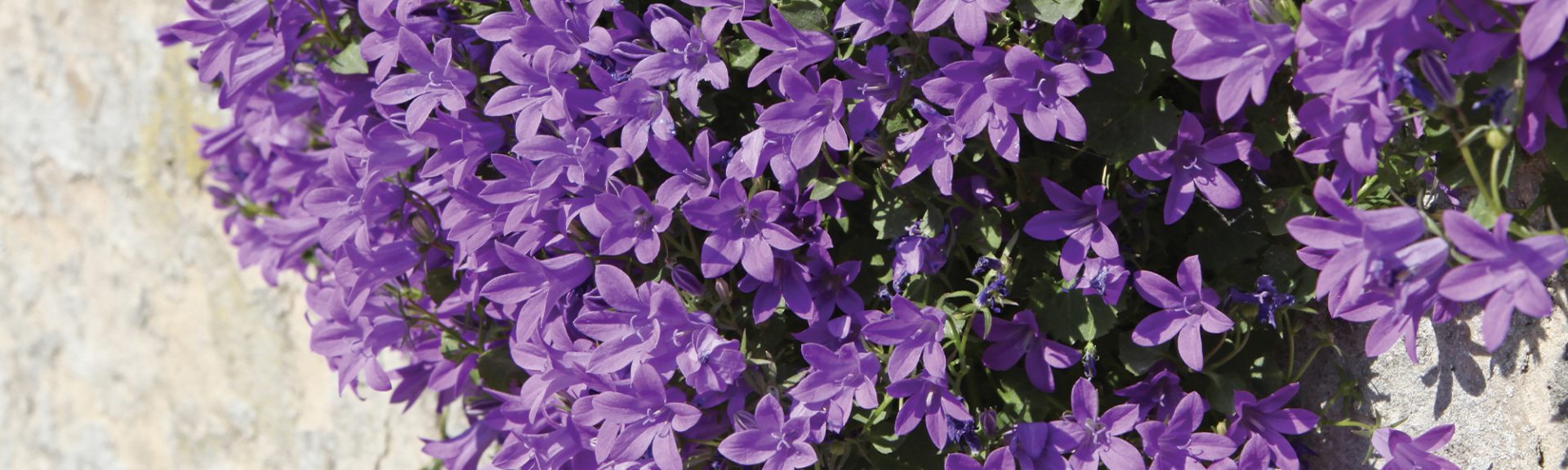 Campanule