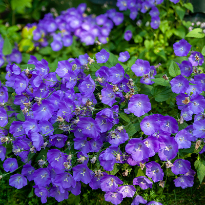 Campanule carpatica