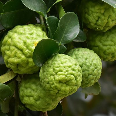 Combava Citrus hystrix Agrumes Combavas Fruits verts Feuillage vert persistant