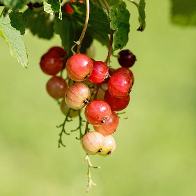 Groseillier Tiges Fruits rouges Feuillage vert