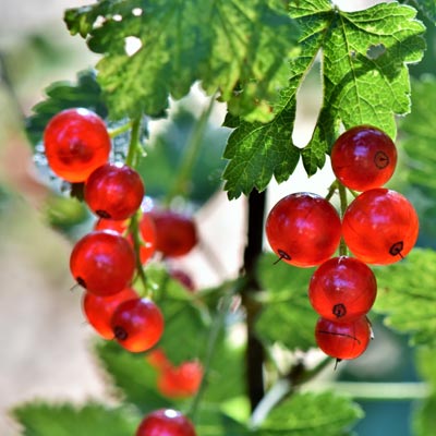 Groseillier Fruits rouges Groseilles Tiges Feuillage vert Baies