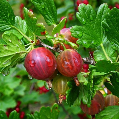 Groseillier à maquereau Groseilles Fruits rouges Eté Feuillage vert Humidité Rosée