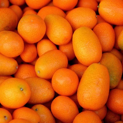 Kumquat Fruits Kumquats Récolte Fruits oranges Agrumes