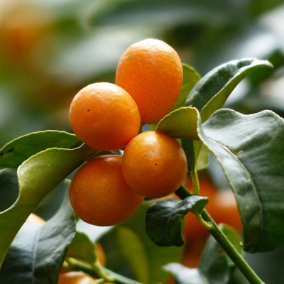 Kumquat Fortunella Fruits Kumquats Feuillage vert persistant