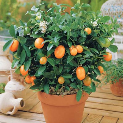 Kumquat fruitier Citrus Japonica Pot Terrasse Kumquats
