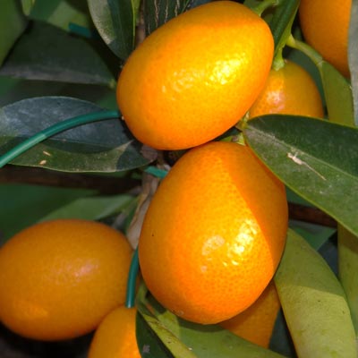 Kumquats Fruits Feuillage vert Agrume Citrus Japonica
