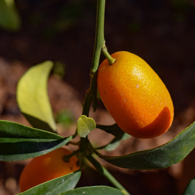 Kumquat Fortunella Kumquats Feuillage Tiges vertes Fruits Fruitier