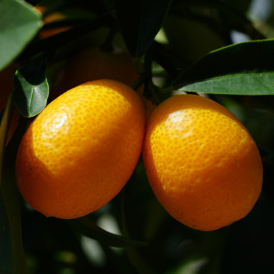 Kumquat Kumquats Fruits Fruitier Feuillage vert Ombre