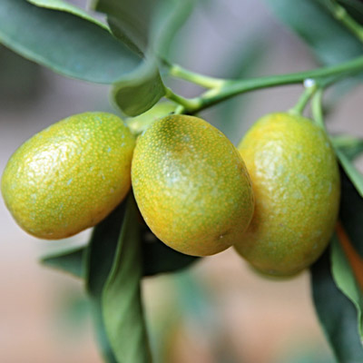 Kumquat Kumquats Fortunella Fruits Fruitier Feuillage vert persistant