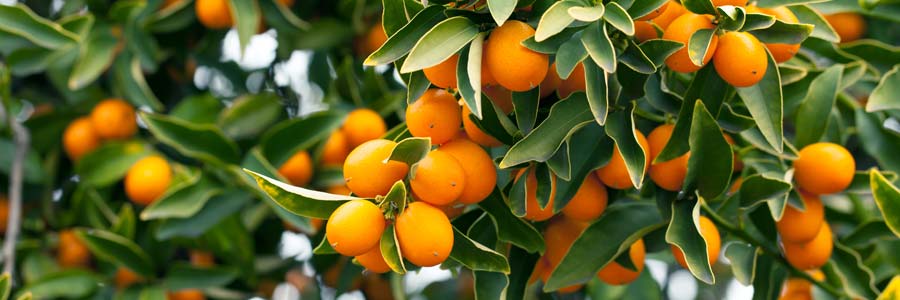 Kumquat Citrus Japonica Fruitier Agrume Kumquats Feuillage vert persistant
