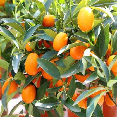 Kumquat Kumquats Feuillage vert persistant