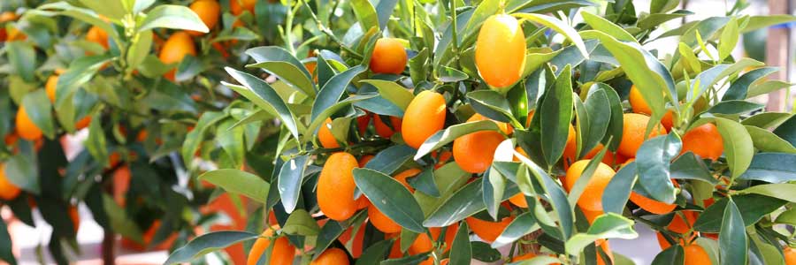 Kumquat Kumquats Feuillage vert persistant Citrus japonica