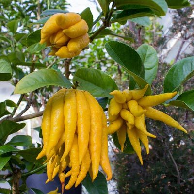Cédatrier Main de Bouddha Fruits jaunes Agrume Aromatique Feuillage persistant vert Branche Fruitier