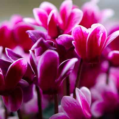 Cyclamen