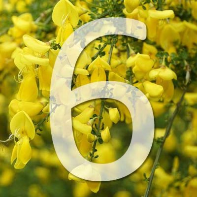 6 pmus belles plantes jaunes pour le jardin