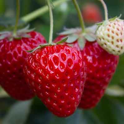 fraises
