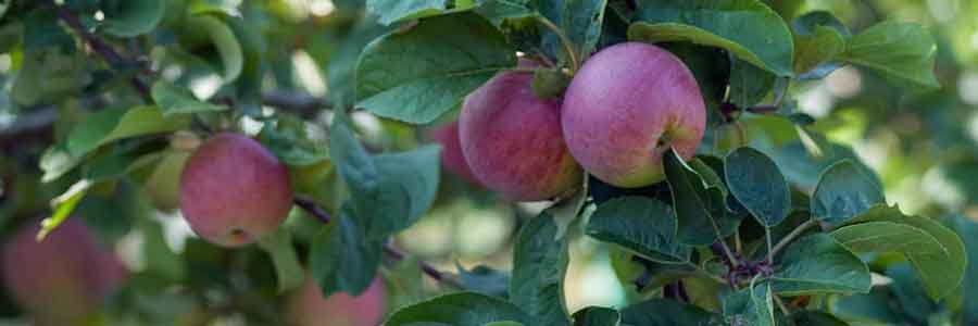 greffe fruitiers
