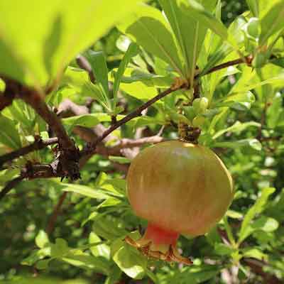 fruit grenadier (Punica granatum)