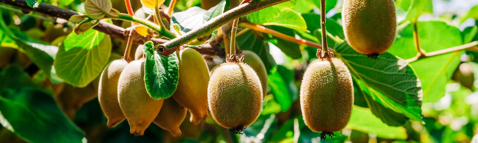 40 Graines De Kiwi à Planter - Facile à Cultiver, Plein Soleil