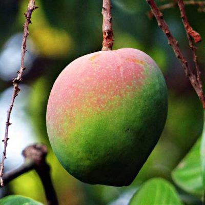 manguier fruit