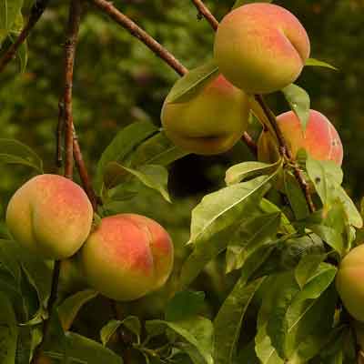 pêcher du jardin