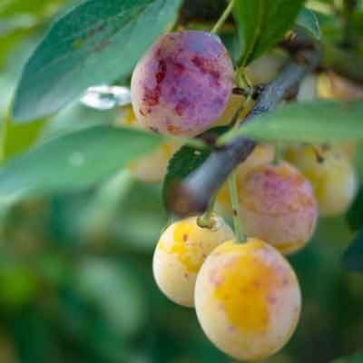 prunier focus prunes