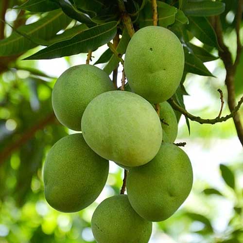 Le manguier et sa mangue : Fruits et chlorophylle vertueux – La Nouvelle  Tribune