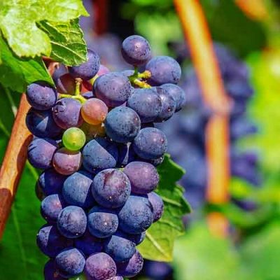 vigne et raisins du jardin