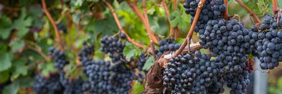 vigne raisins noirs