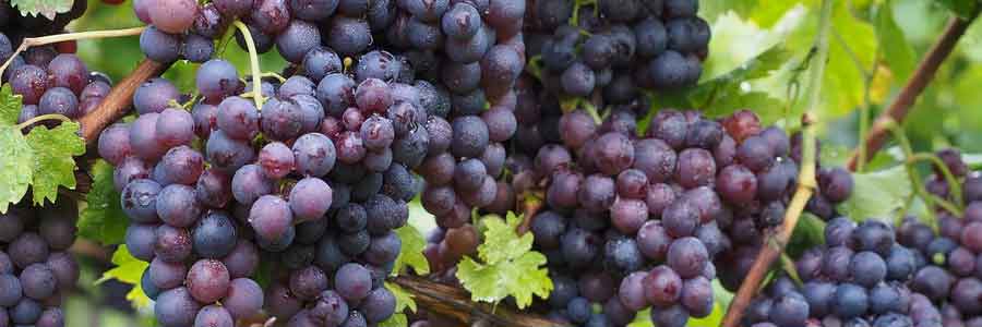 vignes varietés à cultiver