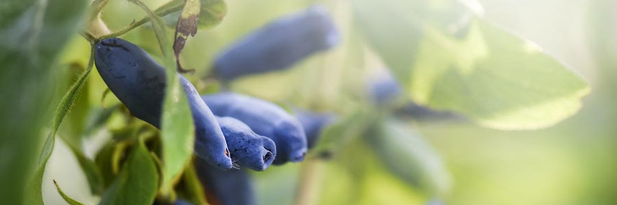 Camérisier bleu Chèvrefeuille comestible Fruitier Baies bleues Feuillage vert