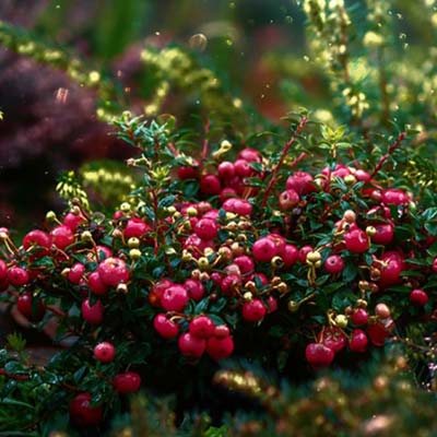 Canneberge Airelles Cranberries Baies rouges comestibles Forêt