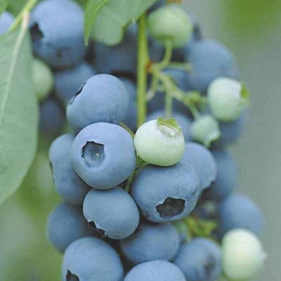Myrtillier Vitaminos Grappes de myrtilles