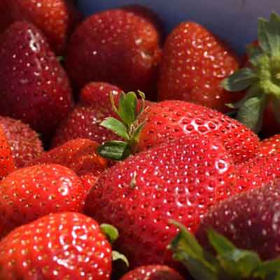 conservation des fraises - fragarias