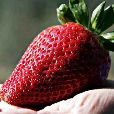 fraise récoltée