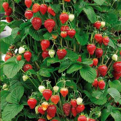 fraisier mount everest - fragaria mount everest