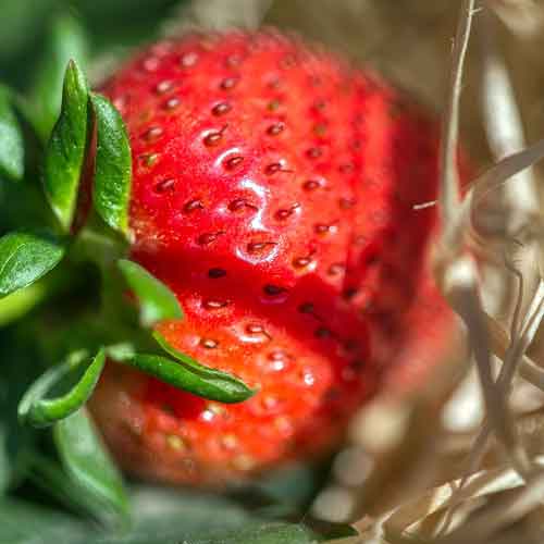 planter les fraisiers